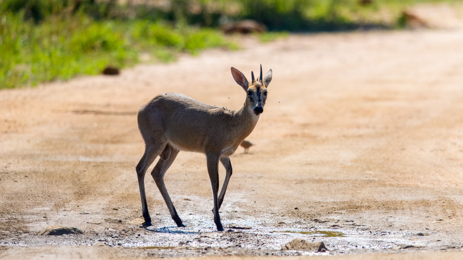 Kruger25 2025 11 01 08 56 09 ILCE 1M2 165